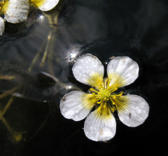 Ranunculus circinatus