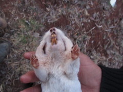 Thomomys umbrinus