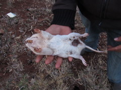 Thomomys umbrinus