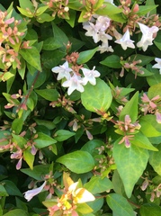 Abelia × grandiflora
