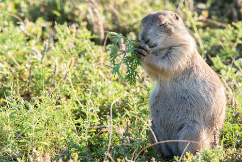 Black-tailed Prairie Dog photographed in South Dakota