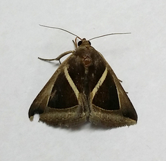 Chalciope mygdon