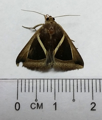 Chalciope mygdon