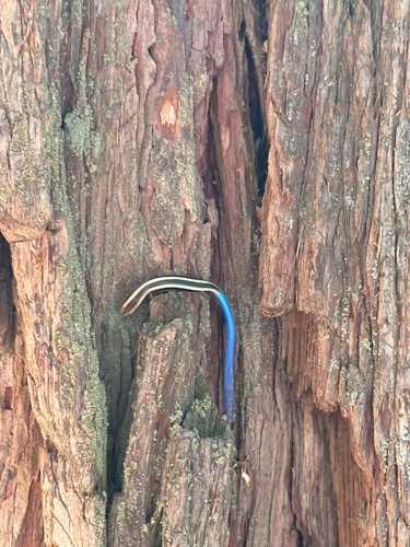 iNaturalist observation photo of Gilbert's Skink