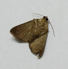 Chalciope mygdon