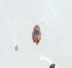 Cryptophagidae