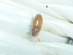 Cryptophagidae