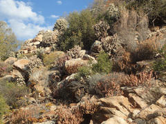 Crassula arborescens arborescens