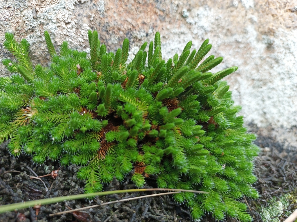 rock spikemoss from Selenginskiy rayon, RU-BU, RU on August 10, 2023 at ...