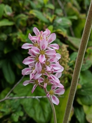 Francoa appendiculata