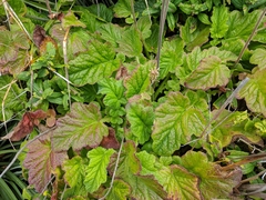 Francoa appendiculata