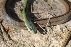 Mastigodryas dorsalis