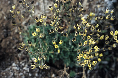 Draba corymbosa