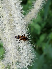 Stenurella septempunctata