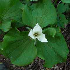 Trillium albidum