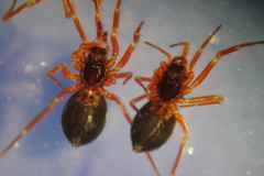 Walckenaeria cuspidata