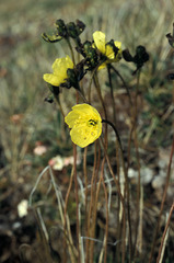 Papaver lapponicum
