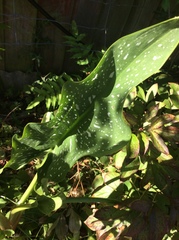 Zantedeschia