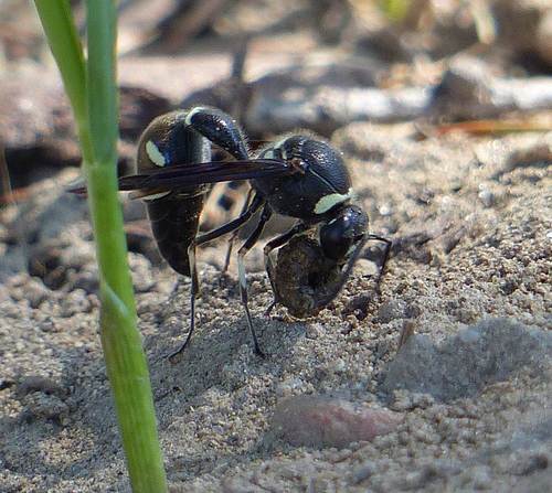 Photo of Fraternal Potter Wasp (Eumenes fraternus)