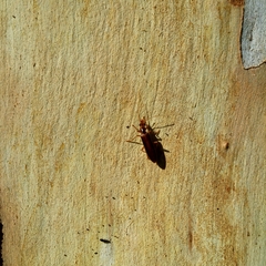 Thelyphassa lineata