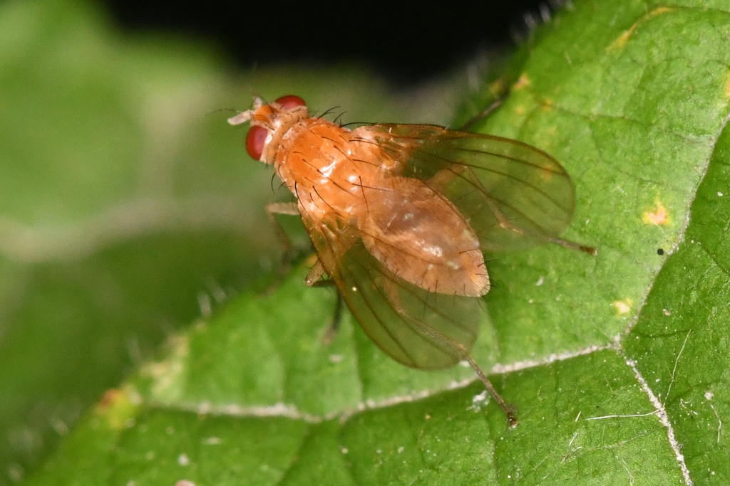 Phaonia pallidosa