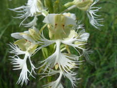 Platanthera praeclara