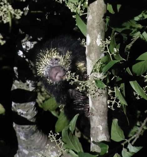 Mexican Hairy Dwarf Porcupine
