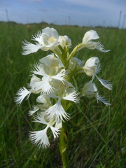 Platanthera praeclara