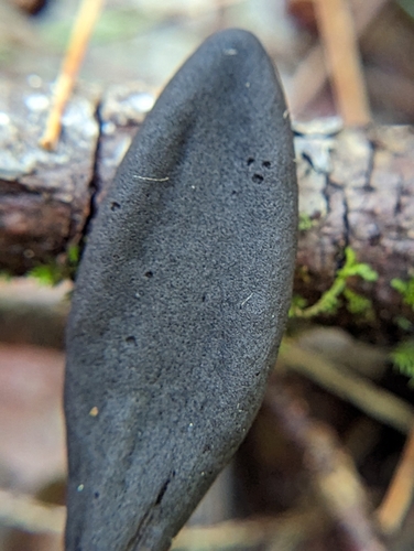 Geoglossum (Photo 2 of 3)