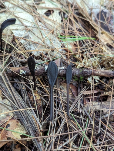 Geoglossum (Photo 3 of 3)