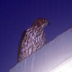 Accipiter cooperii