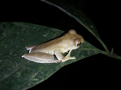 Rhacophorus margaritifer