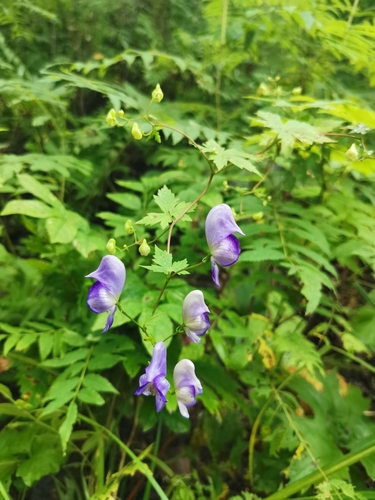 Image of Aconitum sczukinii by (c) Elena_Sherehora, some rights reserved (CC BY)