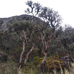 Polylepis lanuginosa