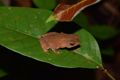Rhinella proboscidea