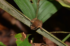 Allobates sumtuosus