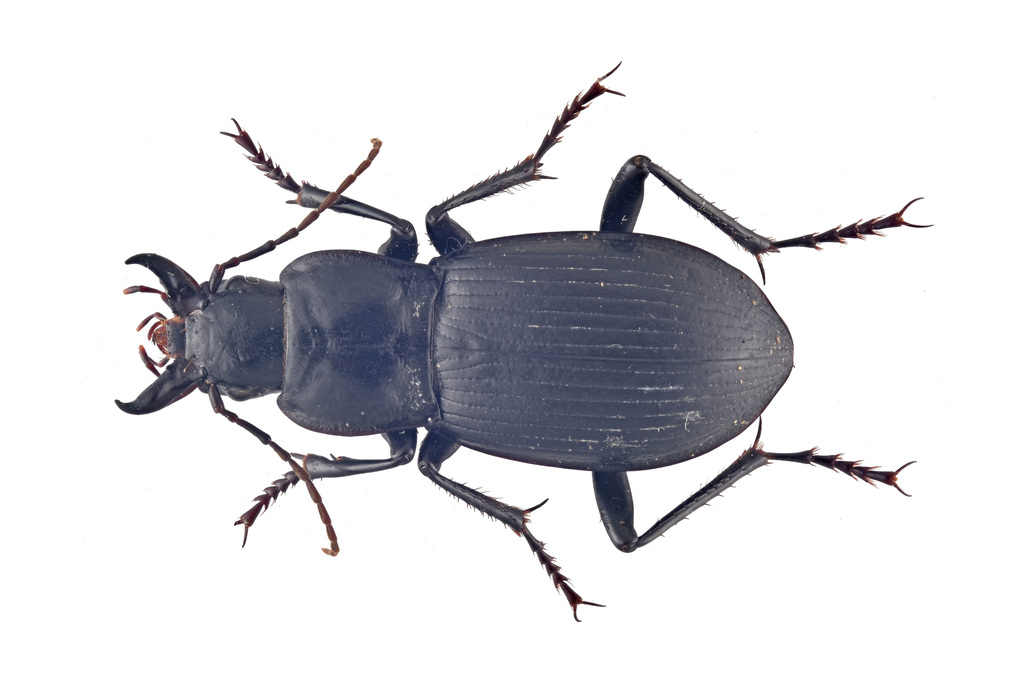 Pseudotaphoxenus from 中国宁夏回族自治区中卫市沙坡头区 on May 18, 2021 at 0123 PM by