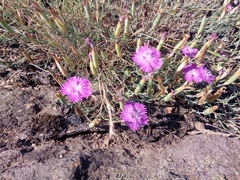 Dianthus hypanicus, photograph author not stated, no rights reserved