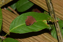 Rhinella proboscidea