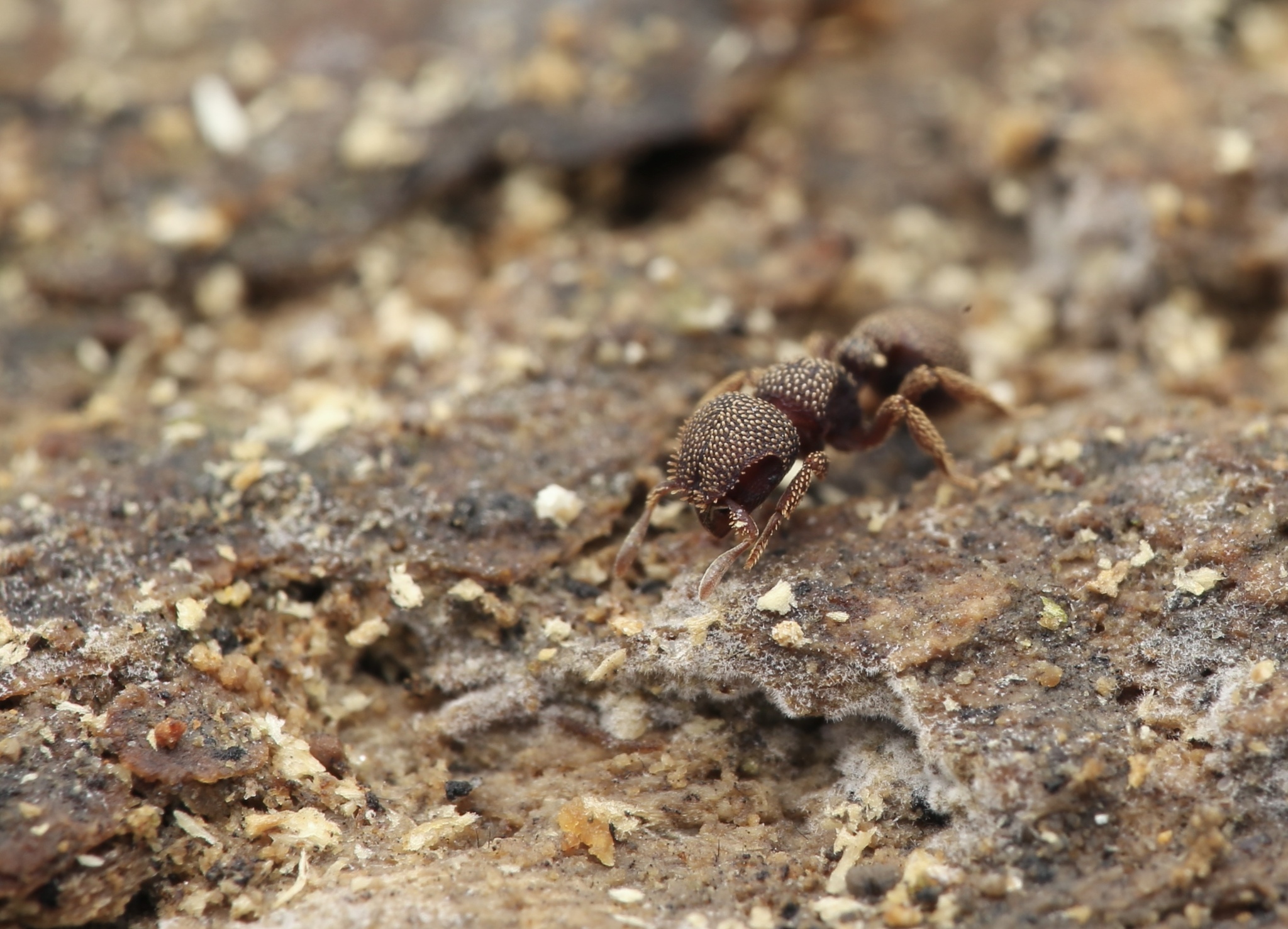 Calyptomyrmex loweryi