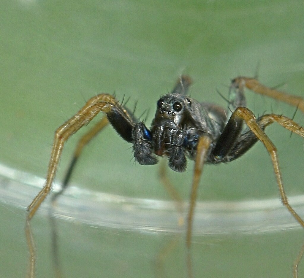 Foveosa