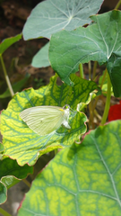 Leptophobia aripa