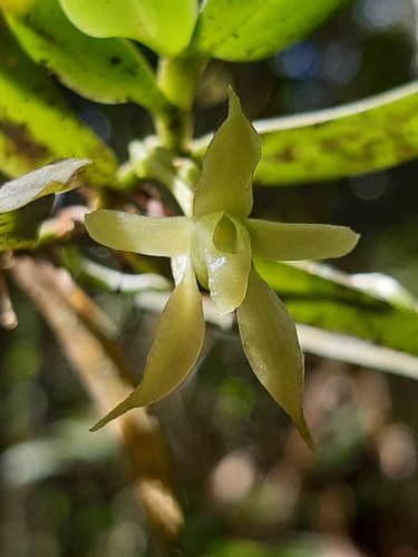 Lemurella papillosa
