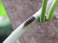 Dilobopterus quinquesignatus