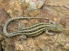 Liolaemus lemniscatus
