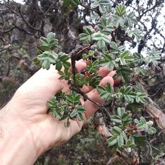 Polylepis lanuginosa