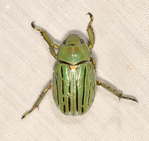 Glorious Jewel Scarab photo 6