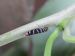 Dilobopterus quinquesignatus