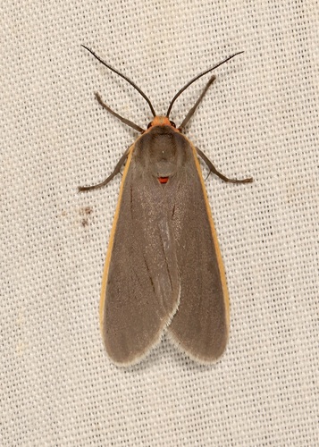 Euchaetes antica photo 3
