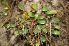 Lepanthes × stenosepala